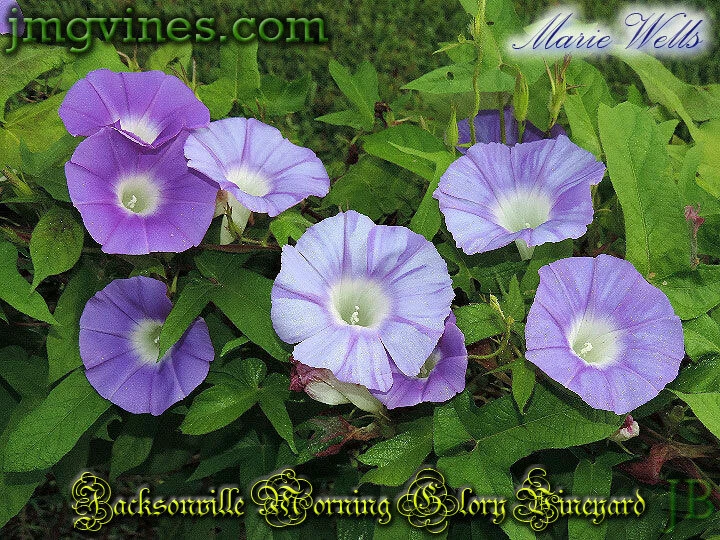 Marie Wells Japanese Morning Glory 6 Qty - $10.31