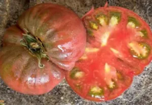 50 Seeds Csiko Botermo Tomato Juicy Tomatoe Vegetable Edible Food Fresh ... - $9.32