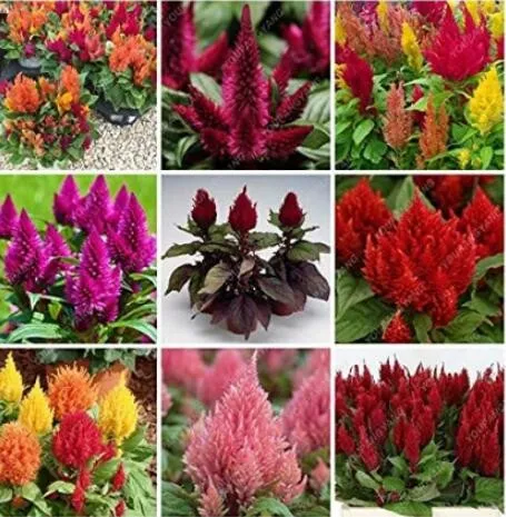 Primary image for Flamingo Cockscomb Seeds - Mixed Flowers Seeds 600PCS Seeds