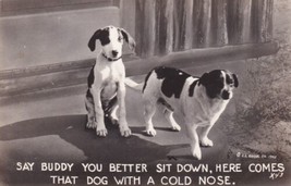 Two Dogs Cook Real Photo Postcard RPPC Say Buddy You Better Sit Down D04 - £2.39 GBP