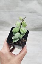 Rare Hoya Krohniana Eskimo 3&quot; Rooted Live Plant - £14.38 GBP