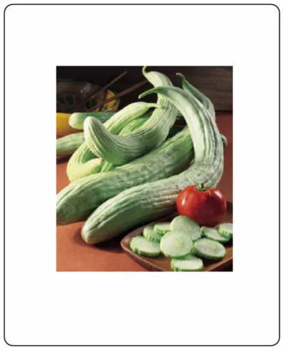 Fresh Seeds Cucumber Armenian Cucumis Sativus 50 Seeds Vegetable - £7.83 GBP