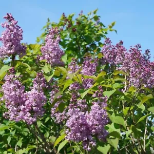 25 Double Blue Lilac Seeds Tree Fragrant Flowers Perennial Seed Flower 980  - £12.77 GBP