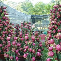 Selenicereus Undatus Dragon Fruit White Fleshed Pitahaya 20 Seeds Seeds ... - £16.43 GBP