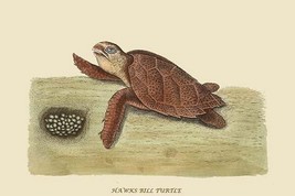 Hawks Bill Turtle by Mark Catesby #2 - Art Print - £16.52 GBP+