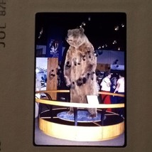 Grizzly Brown Bear Display In Museum VTG 1987 KODACHROME 35mm Found Slide Photo - £7.95 GBP