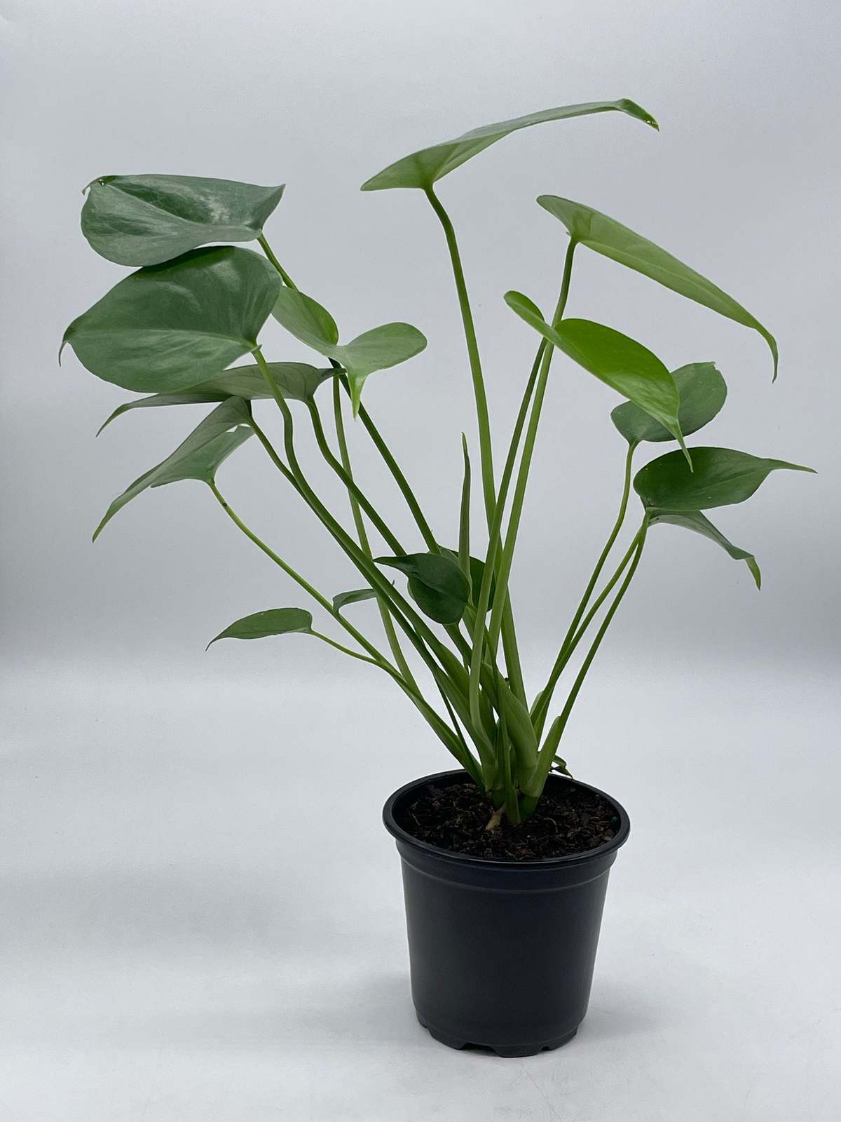 Monstera Deliciosa, Split Leaf philodendron, Huge Very Well Grown in 4 ...