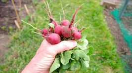 Garden Store 500 Cherry Belle Radish Seeds FROM USA  - $9.62