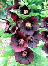 Hollyhock NIGRA Alcea Rosea Deep Red Black Fall or Spring Plant Non-GMO 50 Seeds - £5.48 GBP