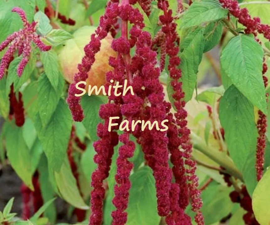 30+ Seeds Red Love-Lies-Bleeding Flowers Garden Planting - $11.39