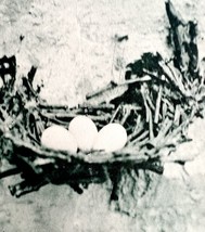 Chimney Swift Nest And Eggs Bird 1902 Photogravure Antique Photo Print DWV4 - $29.99