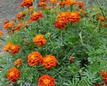 300 Seeds Marigold French  Sparky Mix Seeds 14&#39;&#39; Fast Shipping - $8.99