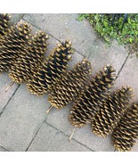 Set of 2 Natural Sugar Pine Cones Decorative, Wreaths, Rustic 9&quot; - 14&quot; - £13.99 GBP