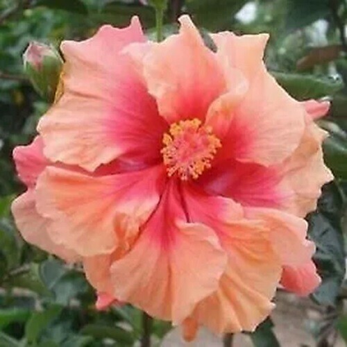 20 Double Pink Orange Hibiscus Seeds Flowers Flower Seed Perennial Fresh... - $9.78