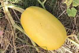 Vegetable Spaghetti Winter Squash Seeds, NON-GMO, Low Carb Pasta Alt, FR... - $35.95 MXN+