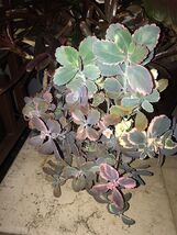 succulent Pink and white 5  Cutting  Variegated Lavender Kalanchoe Scallops - $15.29