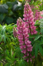 25 Pc Seeds Lupine Popsicle Pink Flower Plant, Lupine seeds for Planting | RK - £15.10 GBP