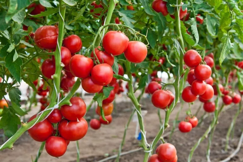 LARGE RED CHERRY TOMATO LIVE STARTER PLANTS 4+ INCHES SET OF 2 - $23.03