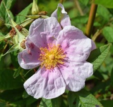 SKMO Rosa Palustris | Wild Rose | Swamp Rose | Willowleaved Hudson Rose | 10 See - £13.42 GBP