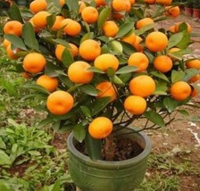 20 Mandarin Orange Tree Seeds - Citrus reticulata Blanco - Indoor Plant.... - $7.55