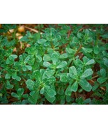 SDC Green Purslane Seeds Little Hogweed Duckweed Omega 3S Easy Grow - $14.20