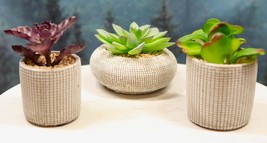 Set Of 3 Colored Realistic Artificial Botanica Succulents Plant In Textured Pots - £30.46 GBP