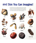2002 International Paper Poster Life Of A Forest Seeds Recycling Vintage... - $34.17 CAD