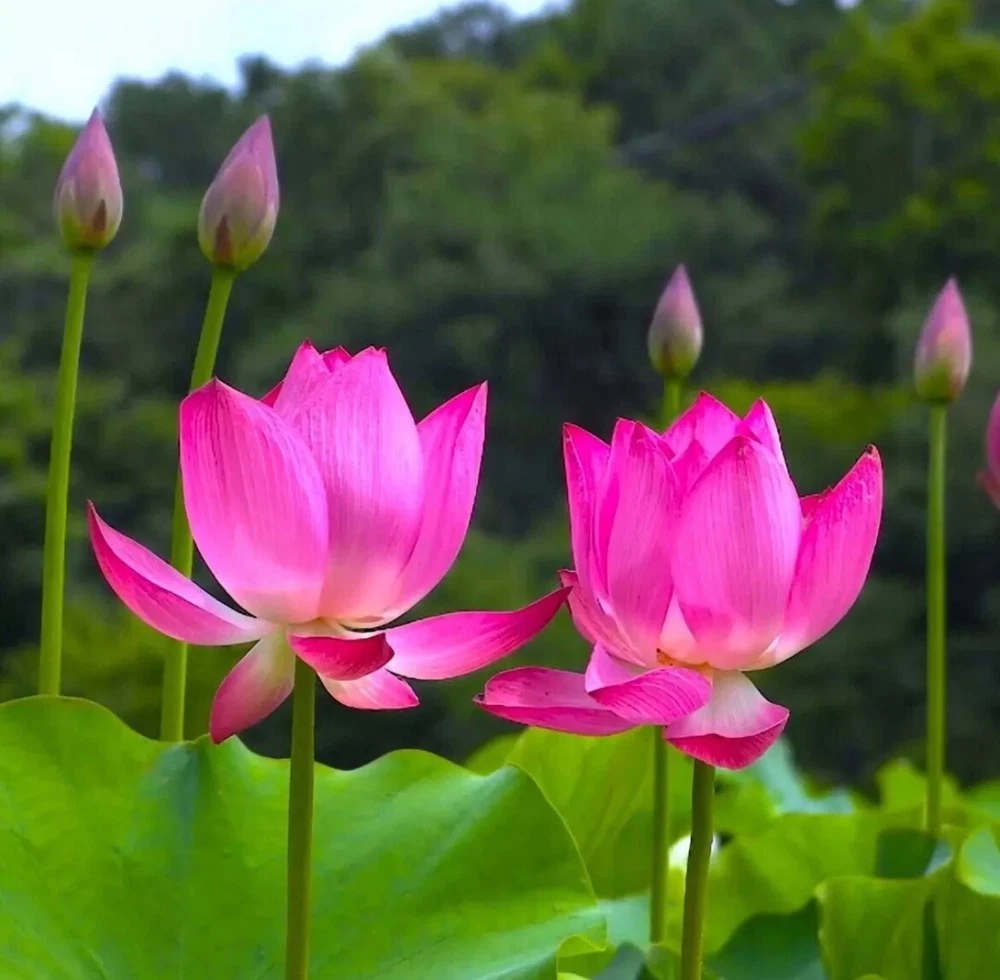 10 Seeds Collectible Sacred Lotus Seeds Nelumbo nucifera Water Lotus - $4.34