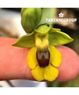OPHRYS LUTEA &quot;BEE ORCHID&quot; EUROPEAN TERRESTRIAL ORCHID XL TUBER - $717.73 MXN