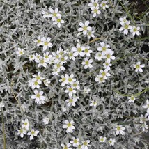 US Seller Snow In Summer Seeds 300+ Cerastium Flower Groundcover Perrenial - £6.63 GBP