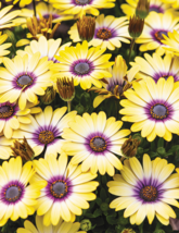 BELLFARM &#39;Blue-eyed Beauty&#39; African Daisy 10 Seeds - £8.13 GBP