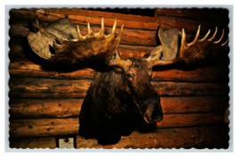 Record Mounted Moose Head Log Cabin W.D  MacBride Museum Postcard Unposted - $4.89