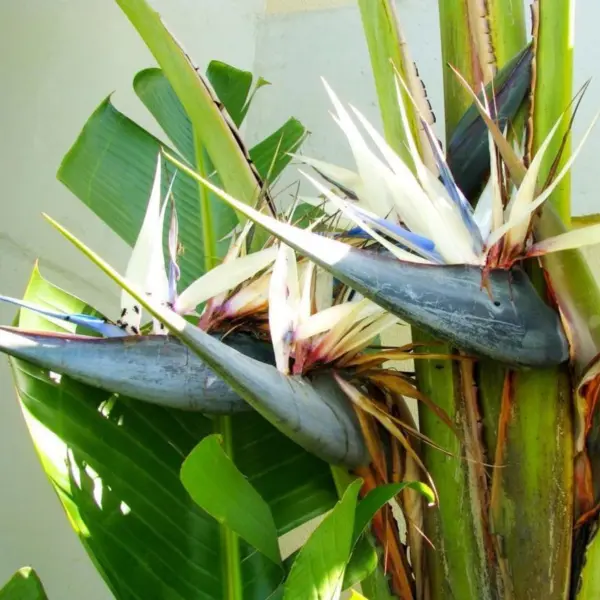 Bin1D#1R8D2 White Bird Of Paradise Seeds 15 Strelitzia Nicolai Seeds Fresh New - £12.71 GBP