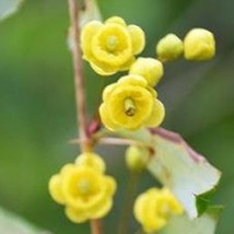 USA SELLER Berberis Insignis Barberry Nepal Barberry 10 Seeds Free Shipping - $18.40