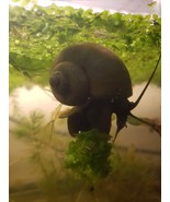 6 Live Small To Large Sized Purple And Magenta Mystery Snails B Grade Sh... - $551.49 MXN