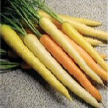 Rainbow Carrots Seeds (25+ Seeds)(More Heirloom, Organic, Non GMO, Vegetable, Fr - £3.82 GBP