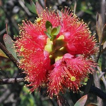 Melaleuca Fulgens Scarlet Honey Myrtle 20 Seeds Seeds Fresh Fast Shipping - $20.80