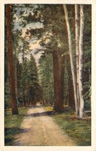 Old WB Postcard AZ E171 Through the Kaibab Forest Utah Grand Canyon Colorado - £5.91 GBP