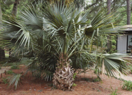 5 Pc Seeds Sabal Birmingham Flower, Hardy Birmingham Palmetto Seeds | RK - £15.10 GBP