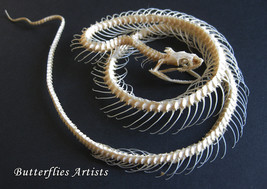 Snake Skeleton Enhydris Alternans Real Framed Taxidermy Entomology Shadowbox - £98.76 GBP