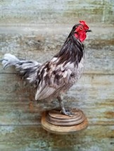 Bantam Chicken Hen Rooster Taxidermy Stand Mount AAA+ - £225.85 GBP