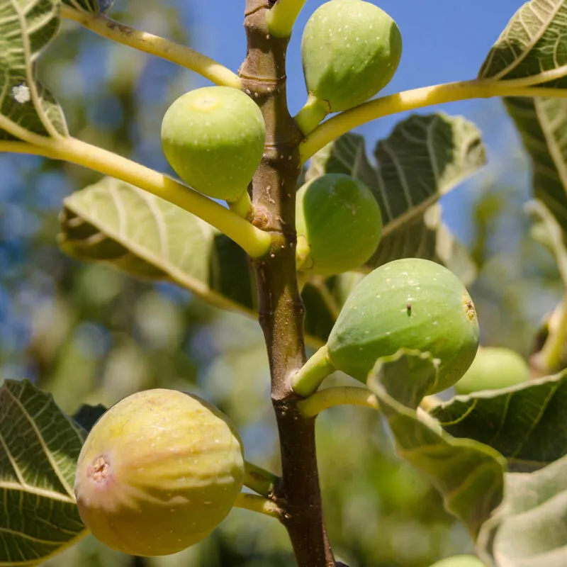 9+ White Texas Everbearing Fig Trees 5-8&quot; Tall Fresh Cuttings Sweet Figs! - £40.79 GBP