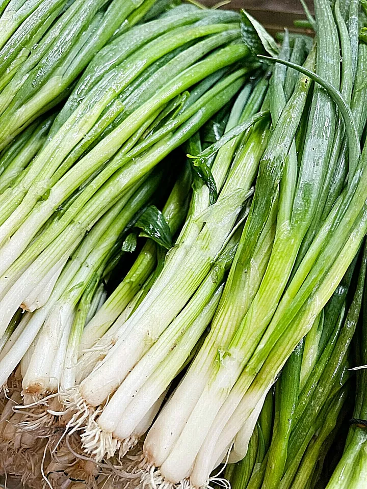 PSStore 1200 Seeds Green Onion Tokyo Long White Bunching Scallion Bulk Item image 2