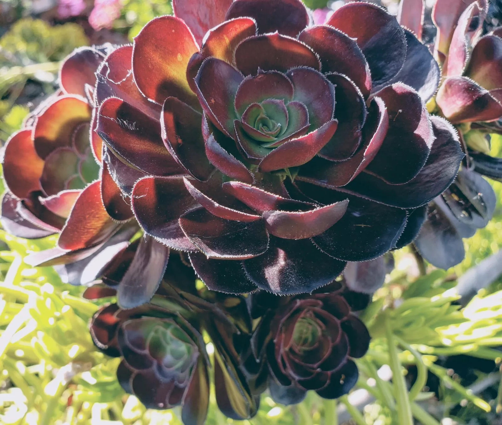 Arboreum Aeonium Succulent Black Rose Zwartkopf - one 3-5&quot; long fresh cu... - $29.99