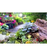 Rainbow Succulent Bonsai Seedling Perennial Office Mini Bonsai Plant 100... - $13.81