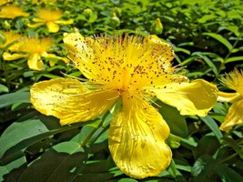 200 Seeds Great St. Johns Wort Herb Flower Fresh Seeds - $4.78