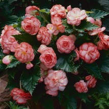 USA SELLER Begonia Seeds Begonia On Top Fandango 15 Thru 50 Pelleted Seeds - £14.98 GBP