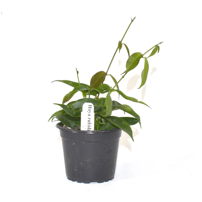 SYST Hoya Rubida 3.5 inch Fast Shipping  - $62.91 CAD