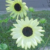 New Fresh Seeds 35 Vanilla Ice Sunflower Long-Lasting Annual Flower Seeds - £19.96 GBP