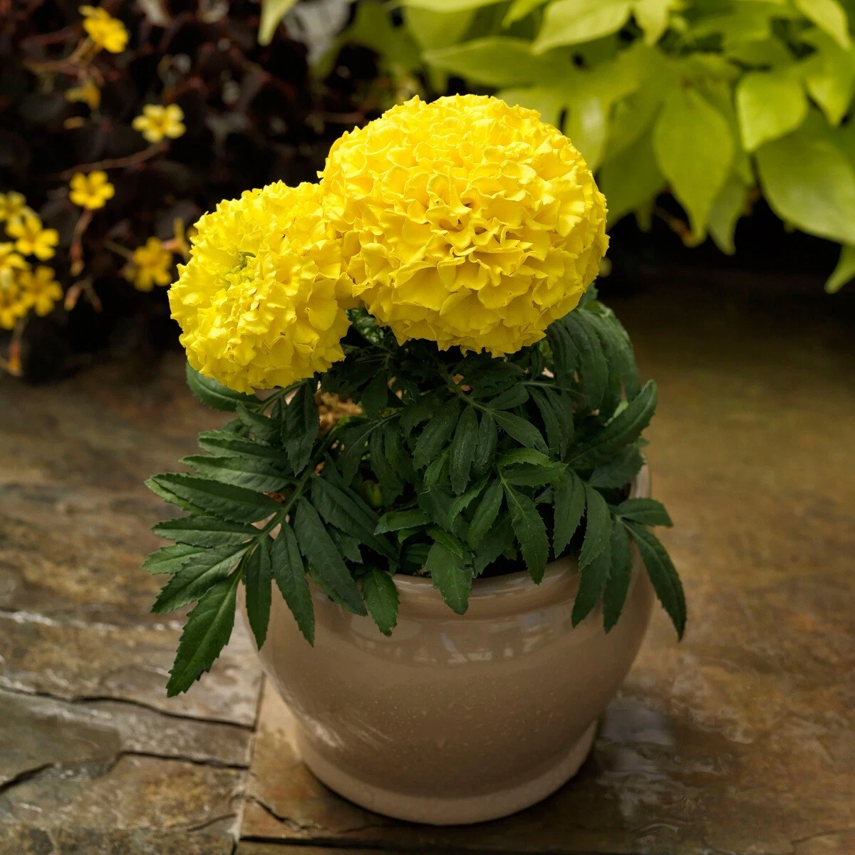 Marigold Seeds Marigold Proud Mari Yellow 25 Seeds F1 Hybrid Seeds New V... - $18.98